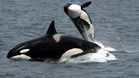 Manada de orcas (archivo) Manada de orcas (archivo)