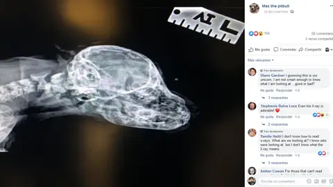 Perro con una cola entre los ojos Perro con una cola entre los ojos