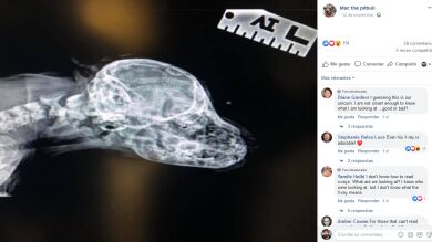 Rescatan un perro unicornio con una cola entre los ojos