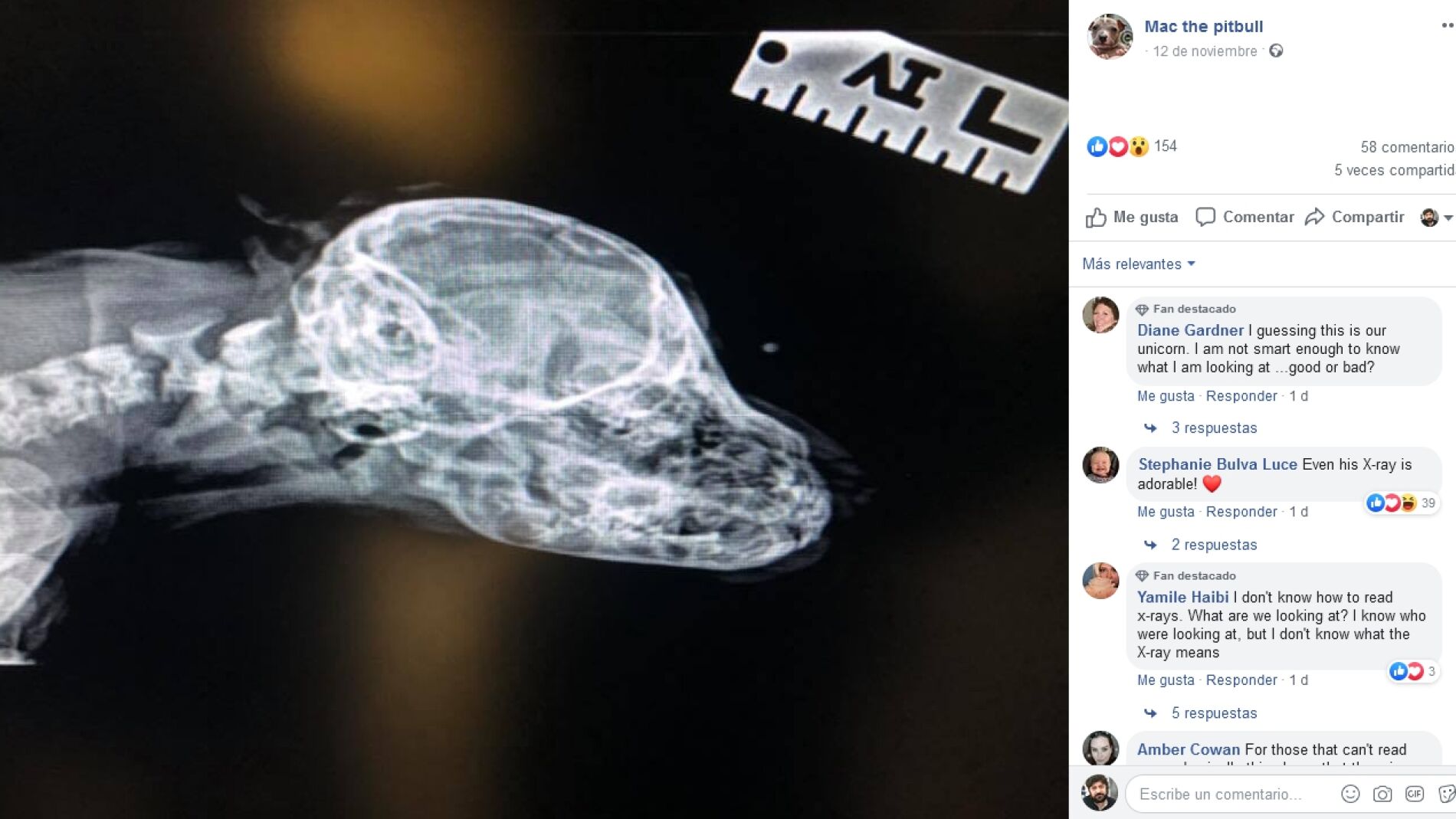 Perro con una cola entre los ojos