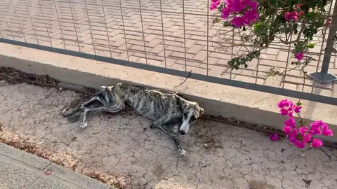 Perra rescatada en Murcia Perra rescatada en Murcia