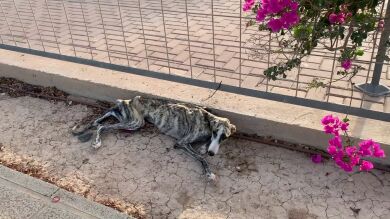 VÍDEO: Rescatan a una perra famélica, a punto de morir y que no paraba de llorar en Murcia 