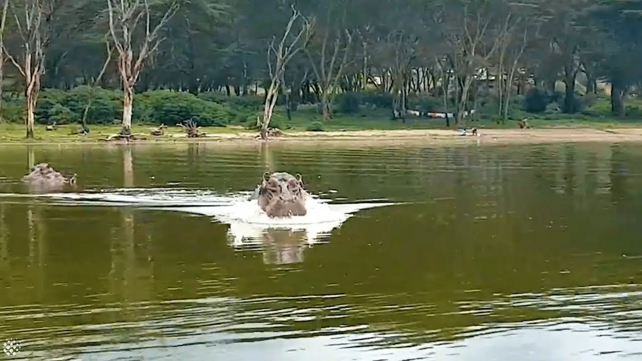 Hipopótamo ataca a una barca