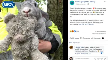 Conejo rescatado