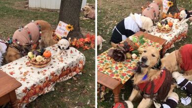 VÍDEO: Una familia de perros celebra una cena de Acción de Gracias
