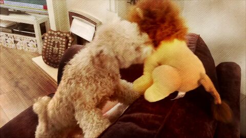 Bowie con el peluche