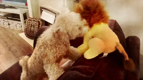 Bowie con el peluche Bowie con el peluche