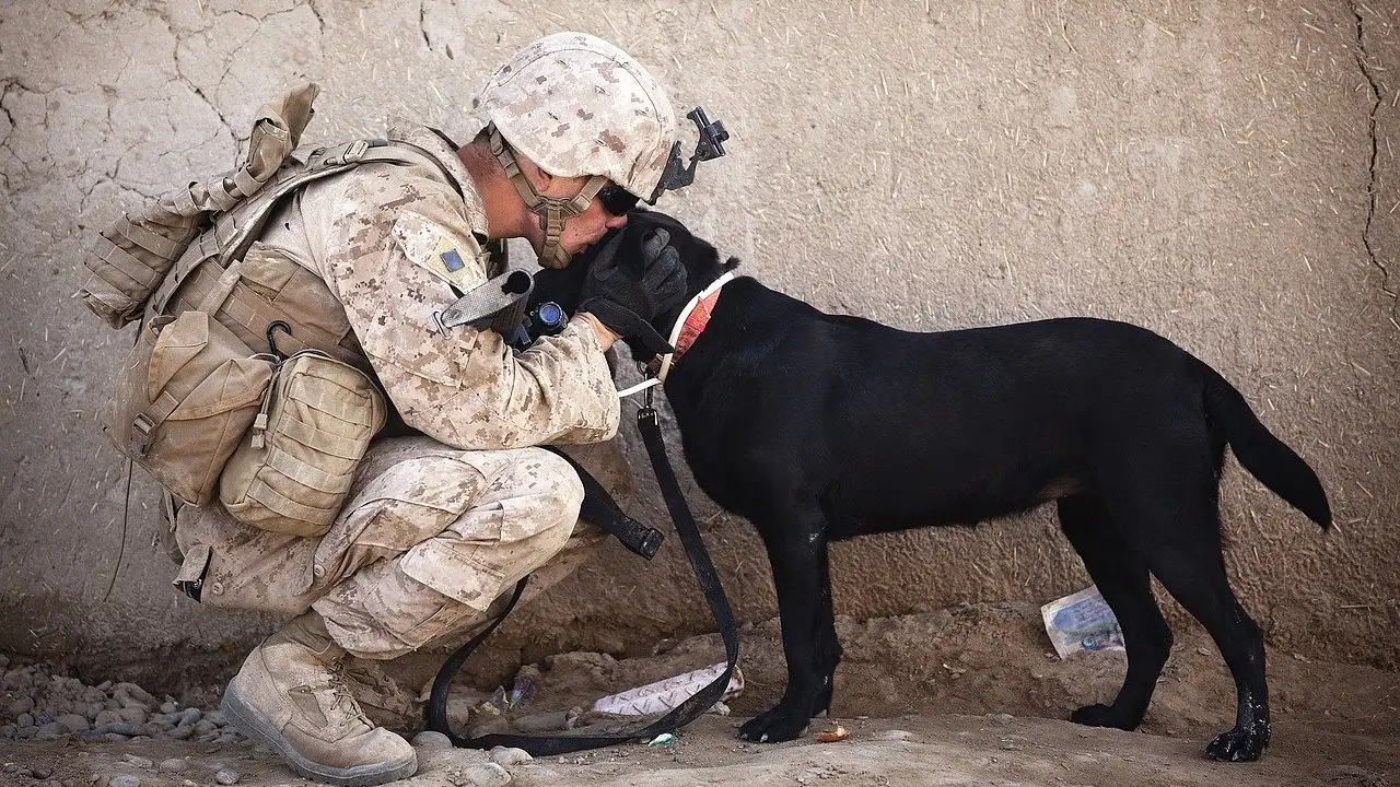 Soldado junto a un perro (archivo)