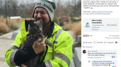 Encontraron a un gato perdido pasando frío y cuando buscaron su microchip vieron que vivía a 2300 kilómetros de distancia