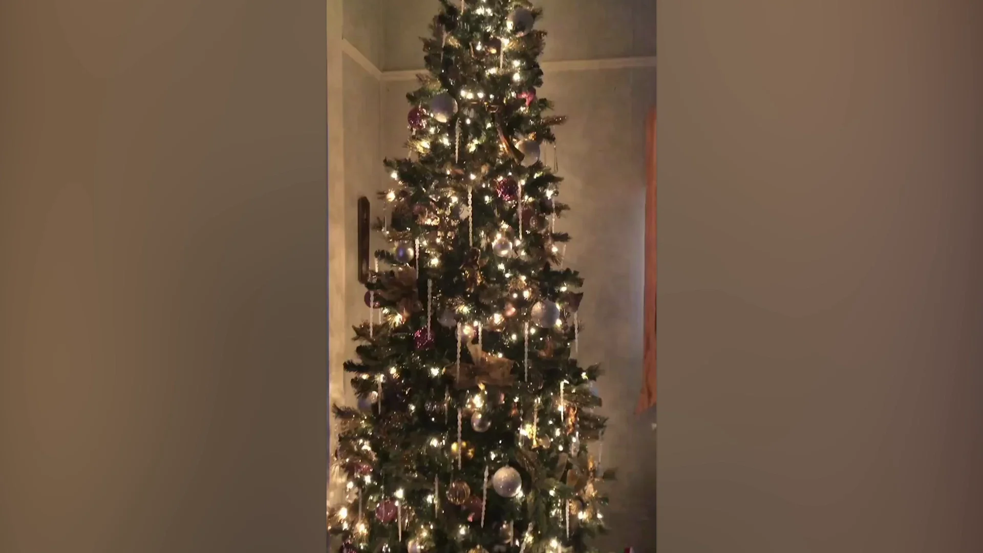 Gato escondido en el árbol de Navidad Gato escondido en el árbol de Navidad