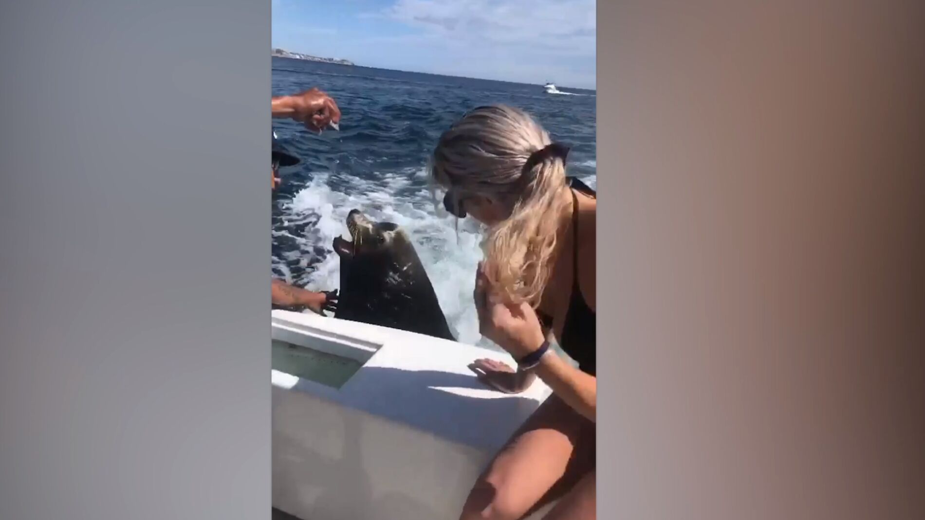 Un le&oacute;n marino pide comida en un barco 