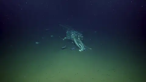 VÍDEO: Decenas de pulpos devoran una ballena VÍDEO: Decenas de pulpos devoran una ballena