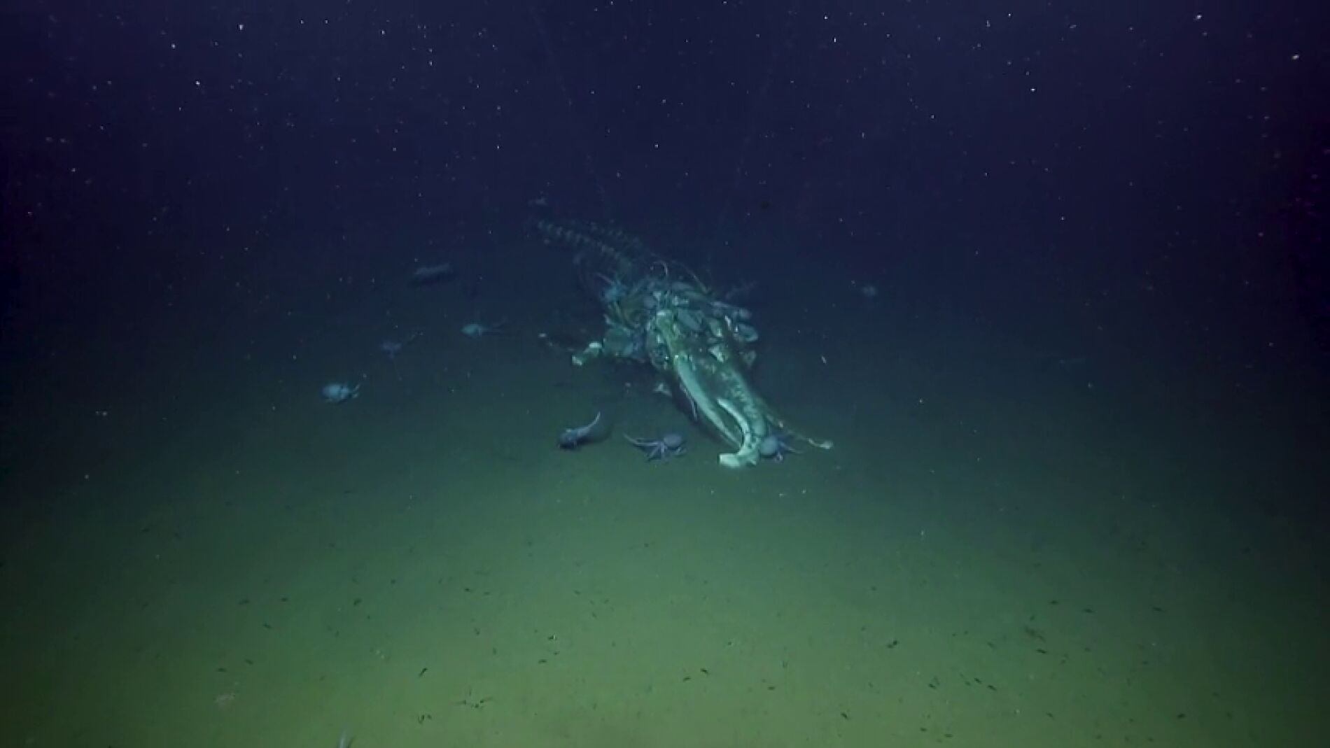 V&Iacute;DEO: Decenas de pulpos devoran una ballena