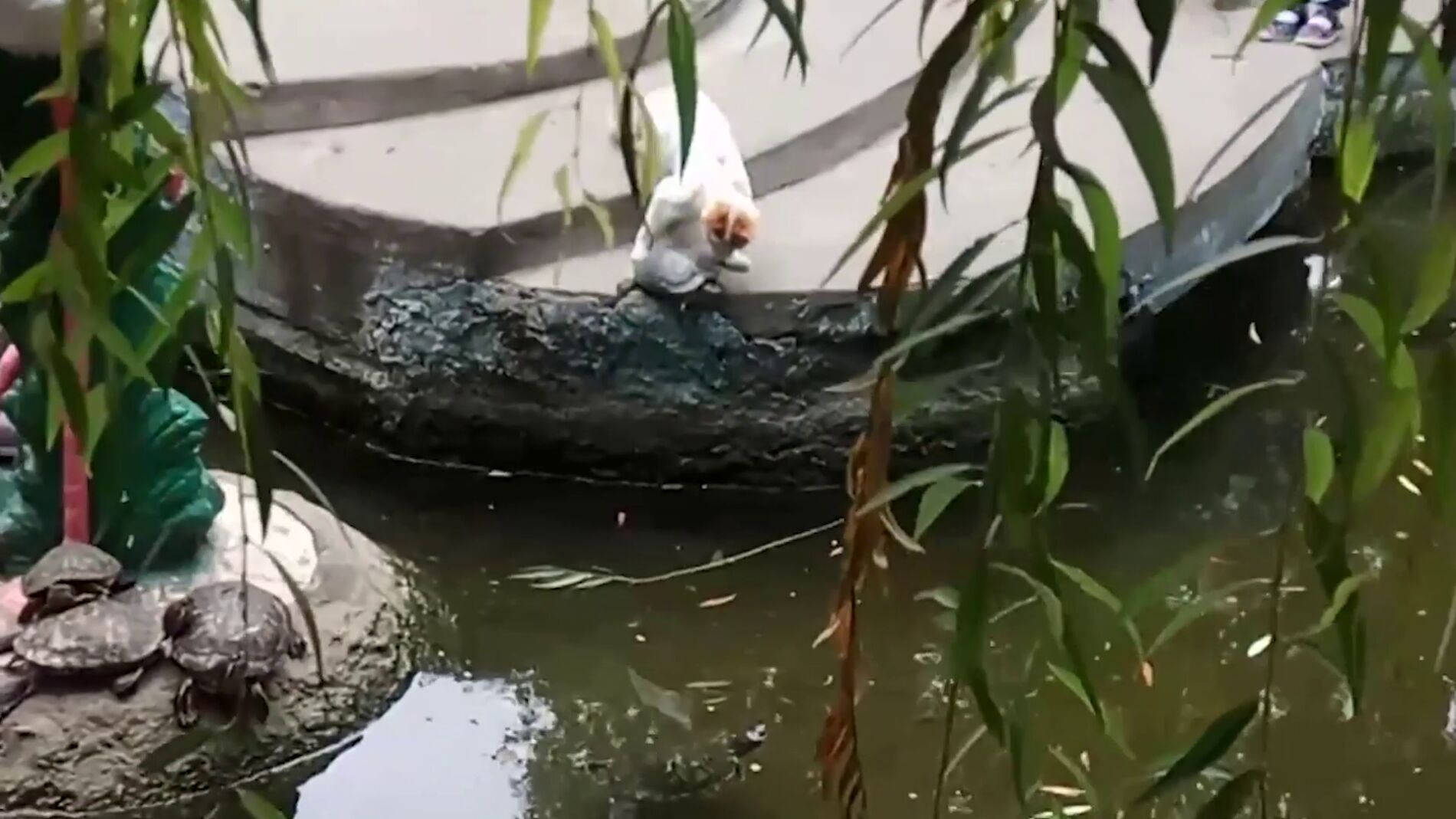 Un gato empuja a una tortuga