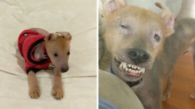 VÍDEO: Rescatan a un perro con necesidades especiales que no para de sonreír