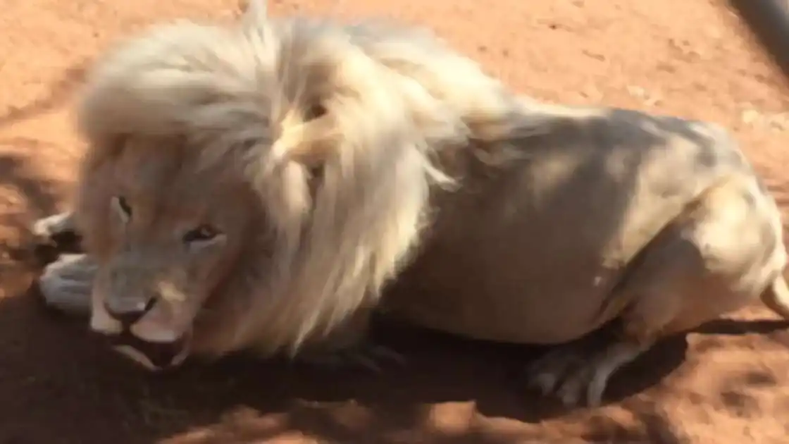 León en un zoo de Sudáfrica