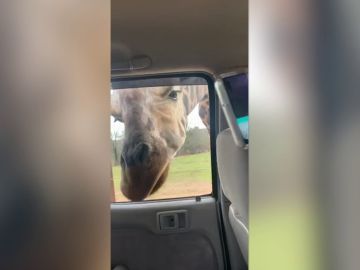 Jirafa metiendo la cabeza en un coche