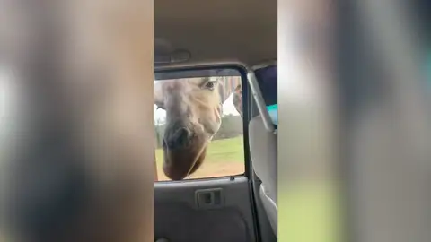 Jirafa metiendo la cabeza en un coche Jirafa metiendo la cabeza en un coche