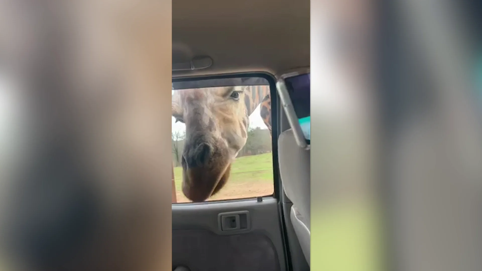 Jirafa metiendo la cabeza en un coche Jirafa metiendo la cabeza en un coche