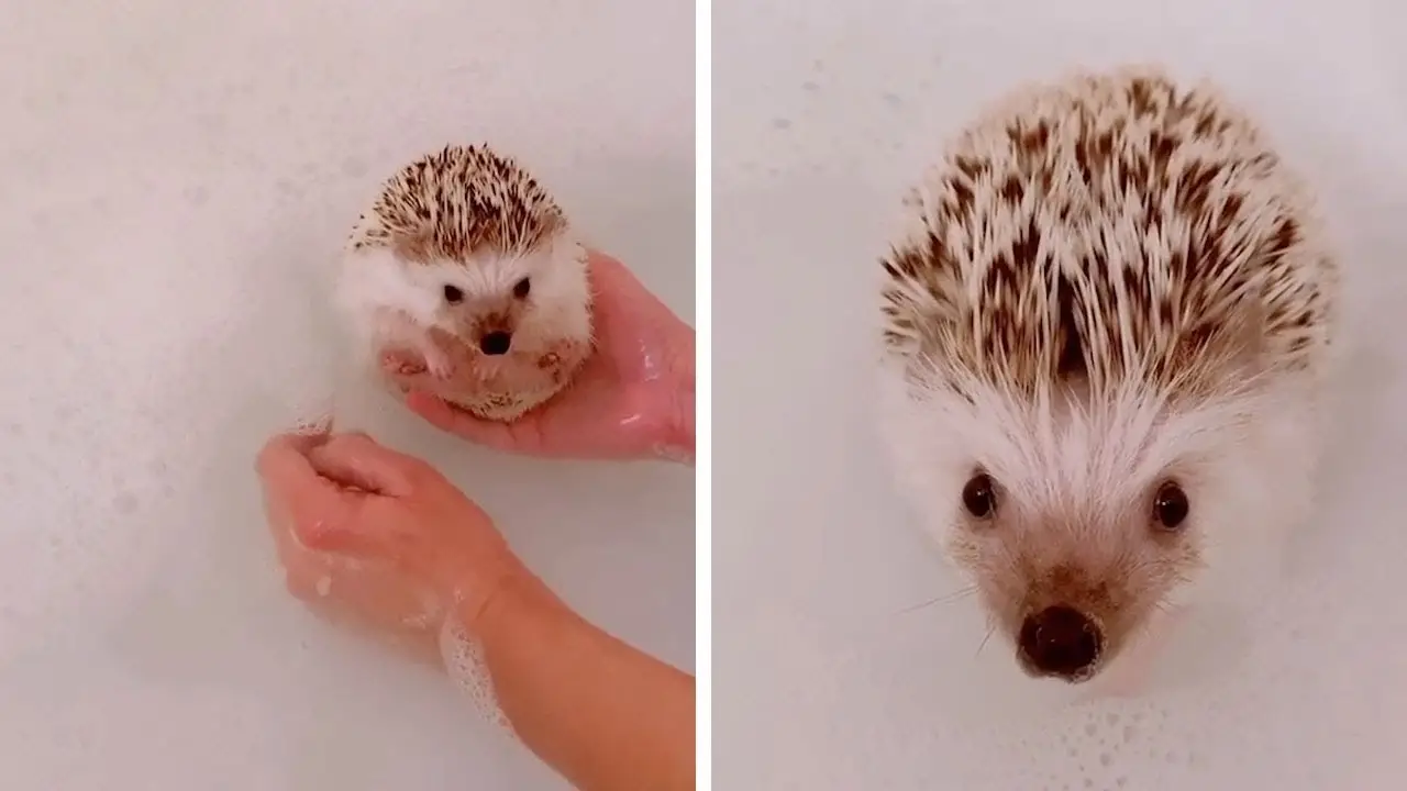 Erizo dándose un baño