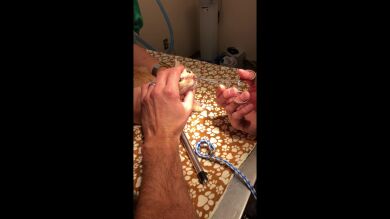 VÍDEO: Extraen un gran larva viva de la nariz de un gato recién nacido