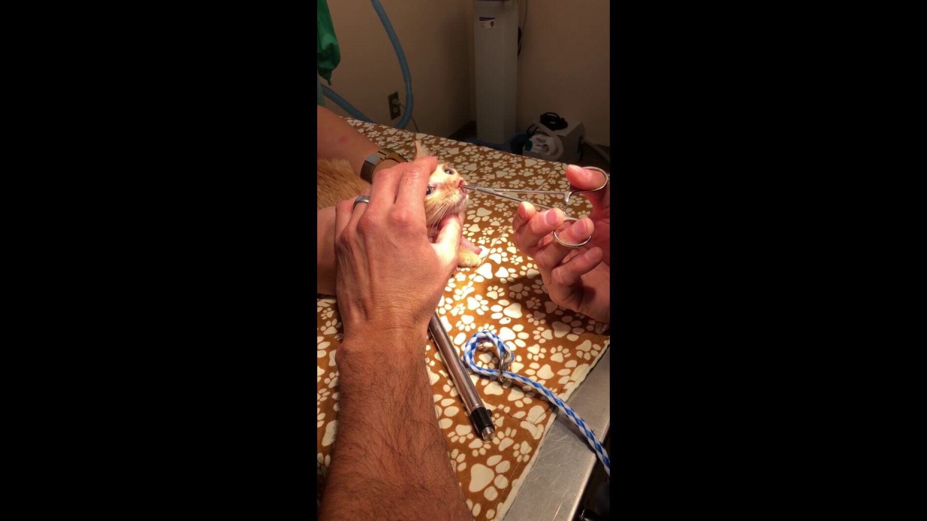 Extraen un gran larva viva de la nariz de un gato reci&eacute;n nacido