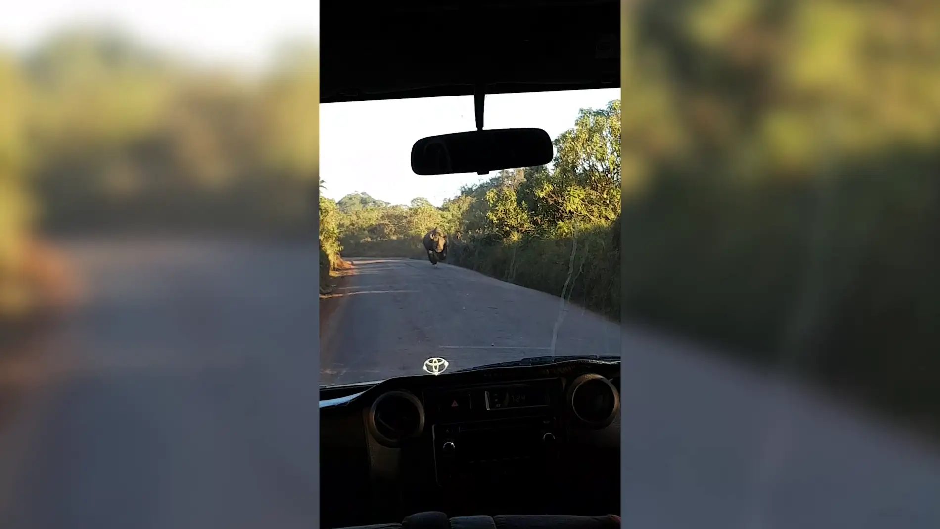 Rinoceronte cargando contra un coche