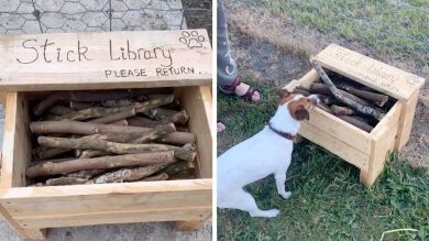 VÍDEO: Un hombre crea una biblioteca pública de palos para perros