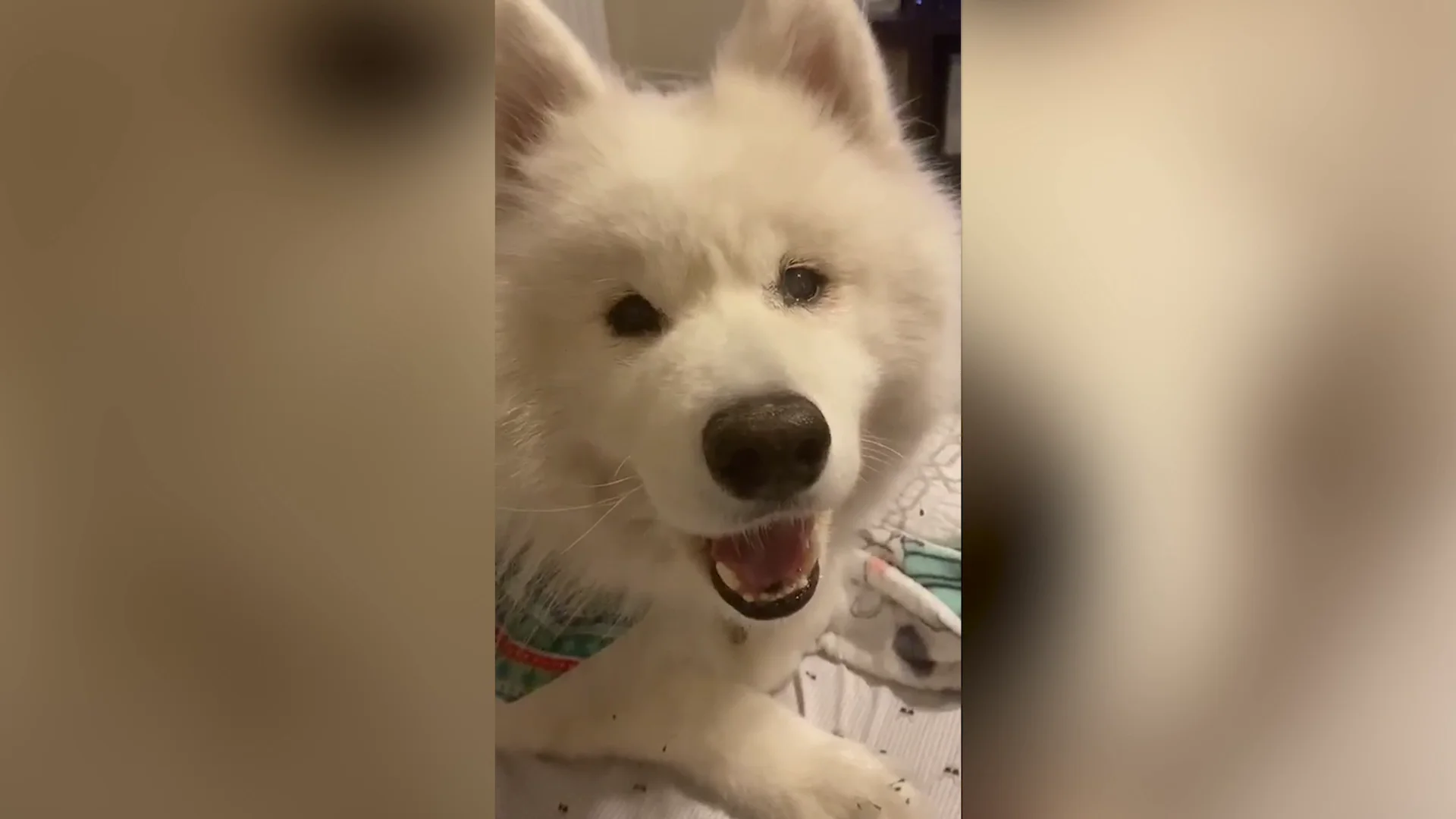 Nanuk, el perro que se ha vuelto viral