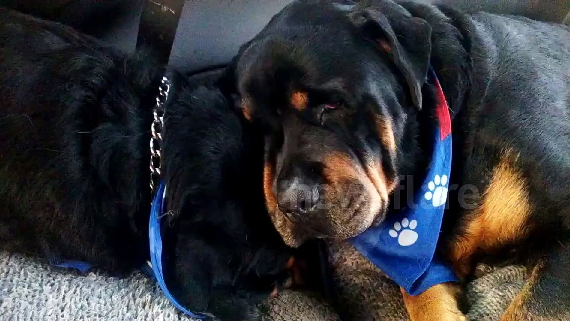 Brutus llorando la muerte de su hermano Hank