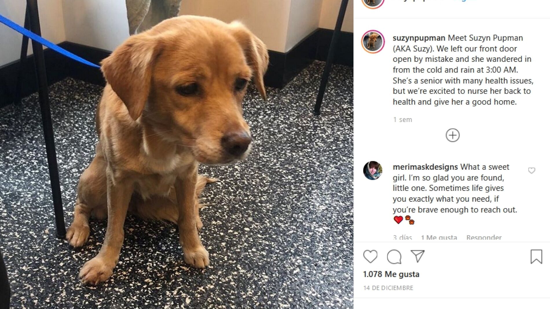La perrita Suzy
