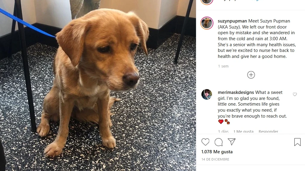 La perrita Suzy
