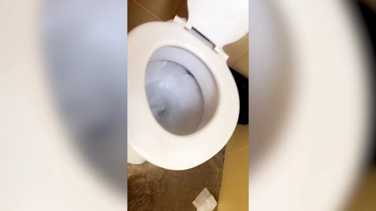 Rana escondida en el váter Rana escondida en el váter