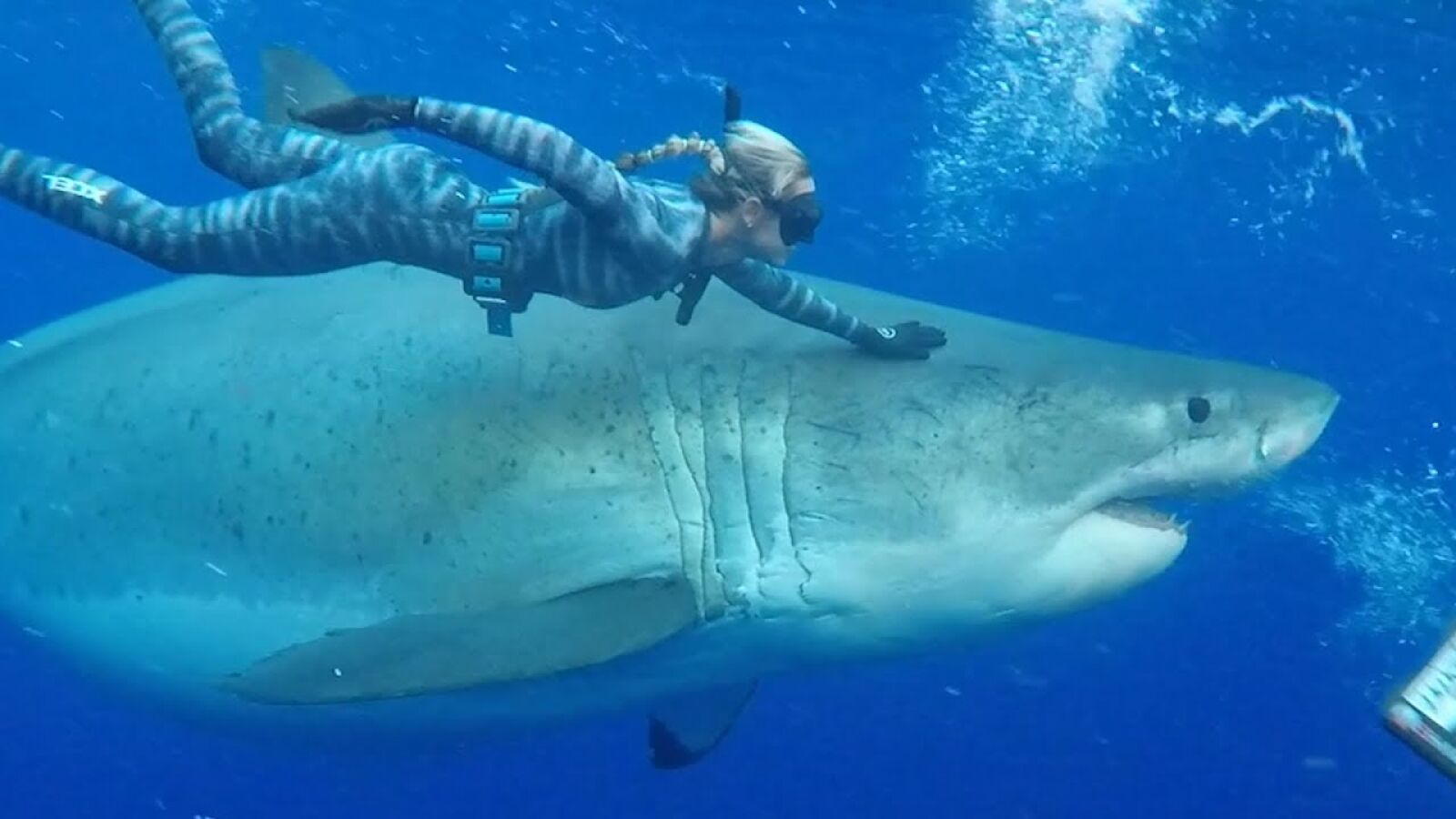 Una buceadora es grabada nadando junto a uno de los tiburones blancos más grandes de la historia