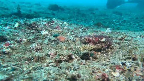 Dos pulpos apareándose Dos pulpos apareándose