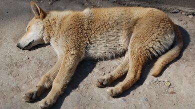 Tiraron a una perra a un río con una piedra atada al cuello pero una mujer se lanzó a rescatarla