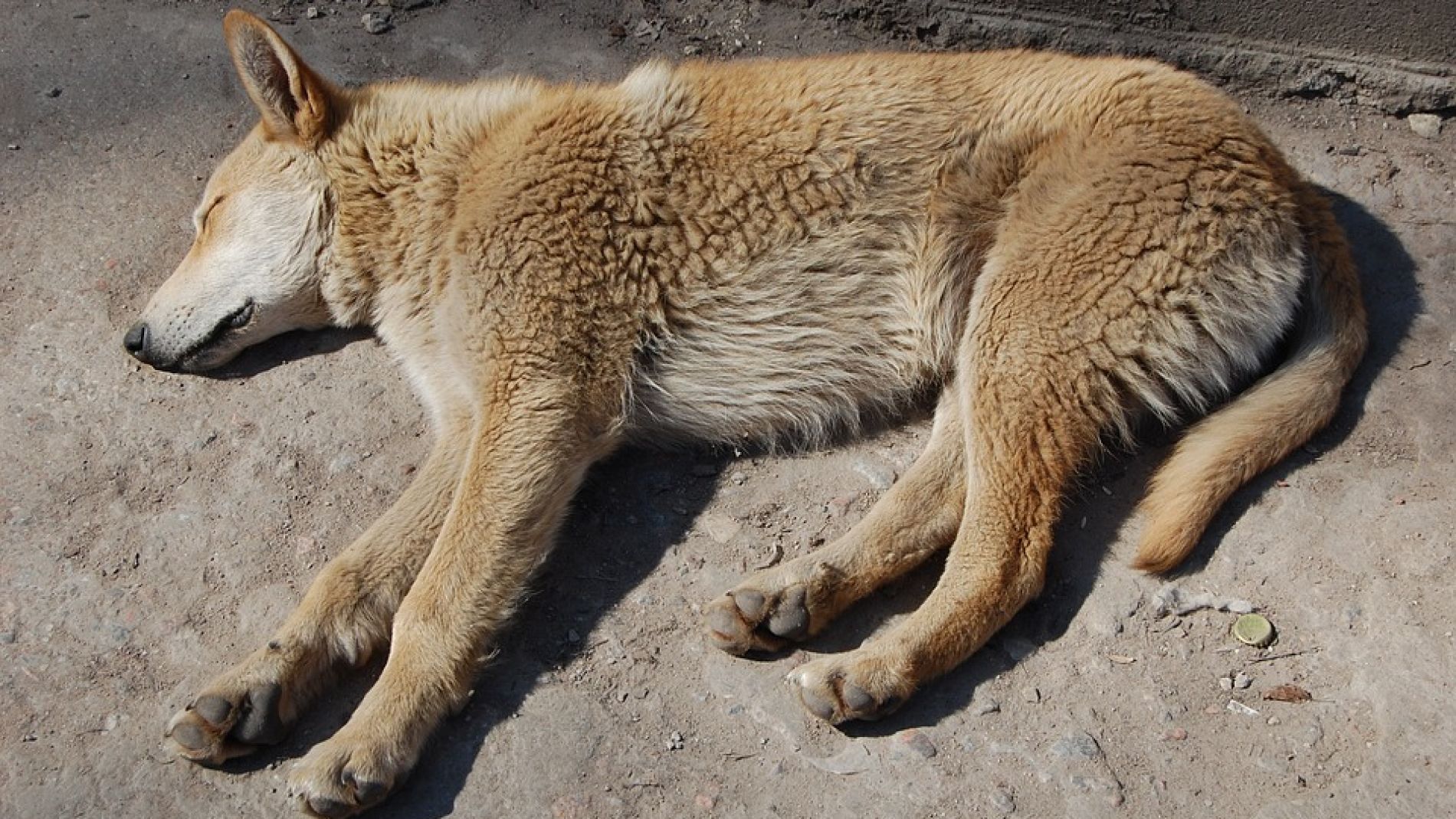Perro abandonado (archivo)
