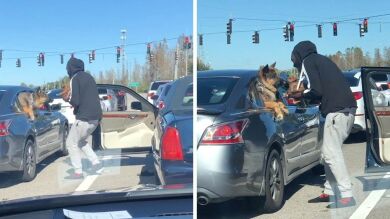 VÍDEO: Un conductor se baja del coche en un atasco para que su perrito se bese con otro perro