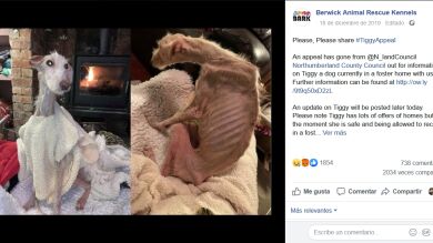 Abandonan a una perra antes de Navidad para que muera pero un refugio le salva la vida 