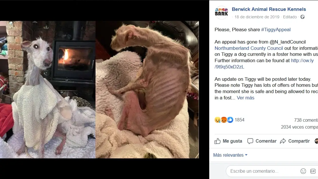 Facebook del refugio Berwick Animal Rescue Kennels