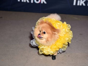Un perro disfrazado en una fiesta de TikTok