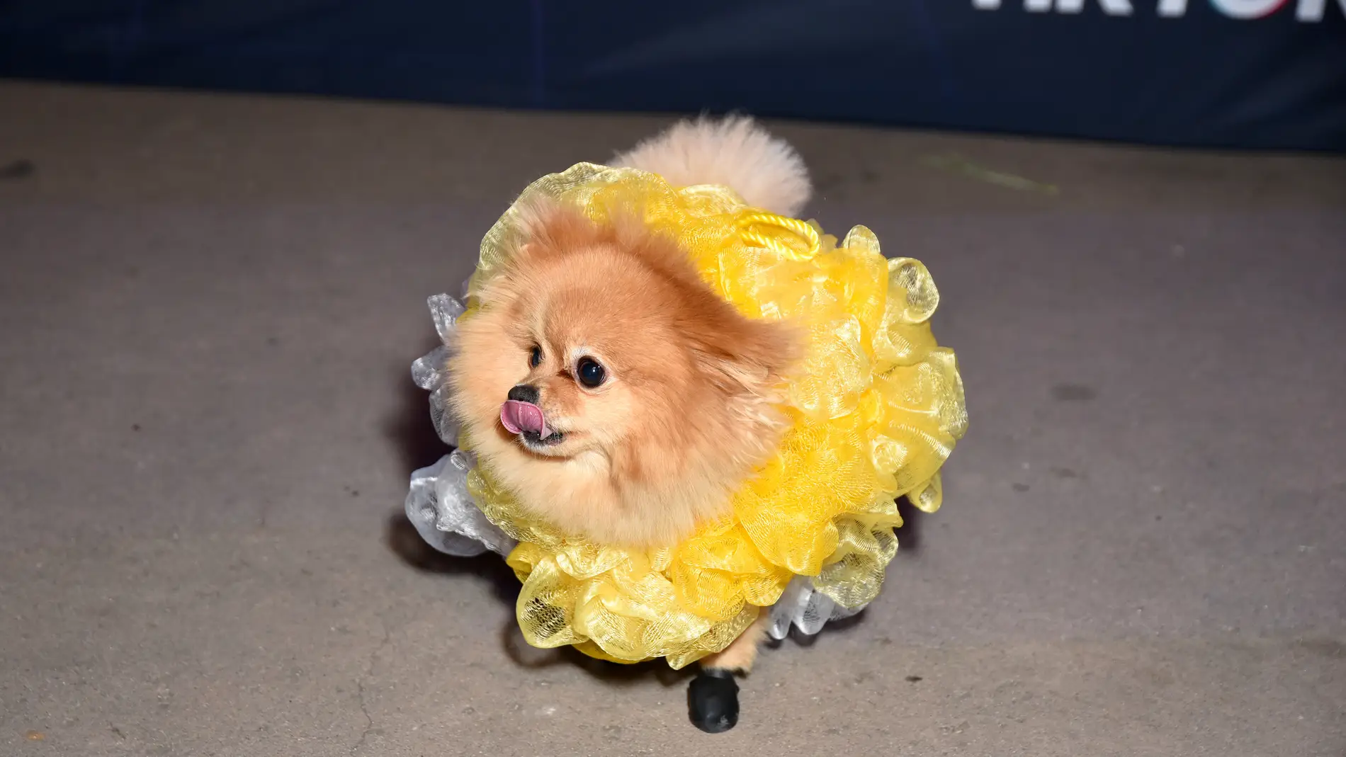 Un perro disfrazado en una fiesta de TikTok