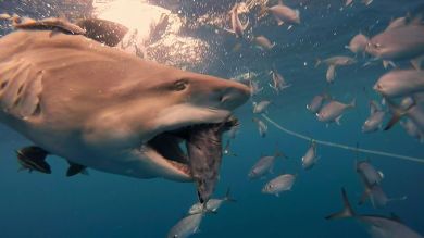 VÍDEO: Un buceador es rodeado por una manada de tiburones mortales durante un frenesí alimentario