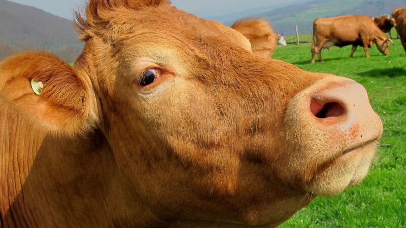 Una vaca se cuela en la sala de urgencias de un hospital en Colombia y embiste contra los pacientes