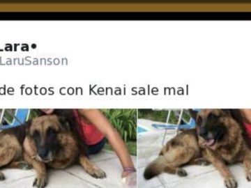 Se quiso sacar un selfie con un pastor alemán y la cosa acabó terriblemente mal