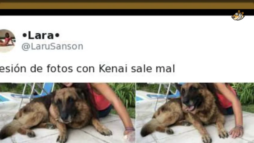 Se quiso sacar un selfie con un pastor alem&aacute;n y la cosa acab&oacute; terriblemente mal