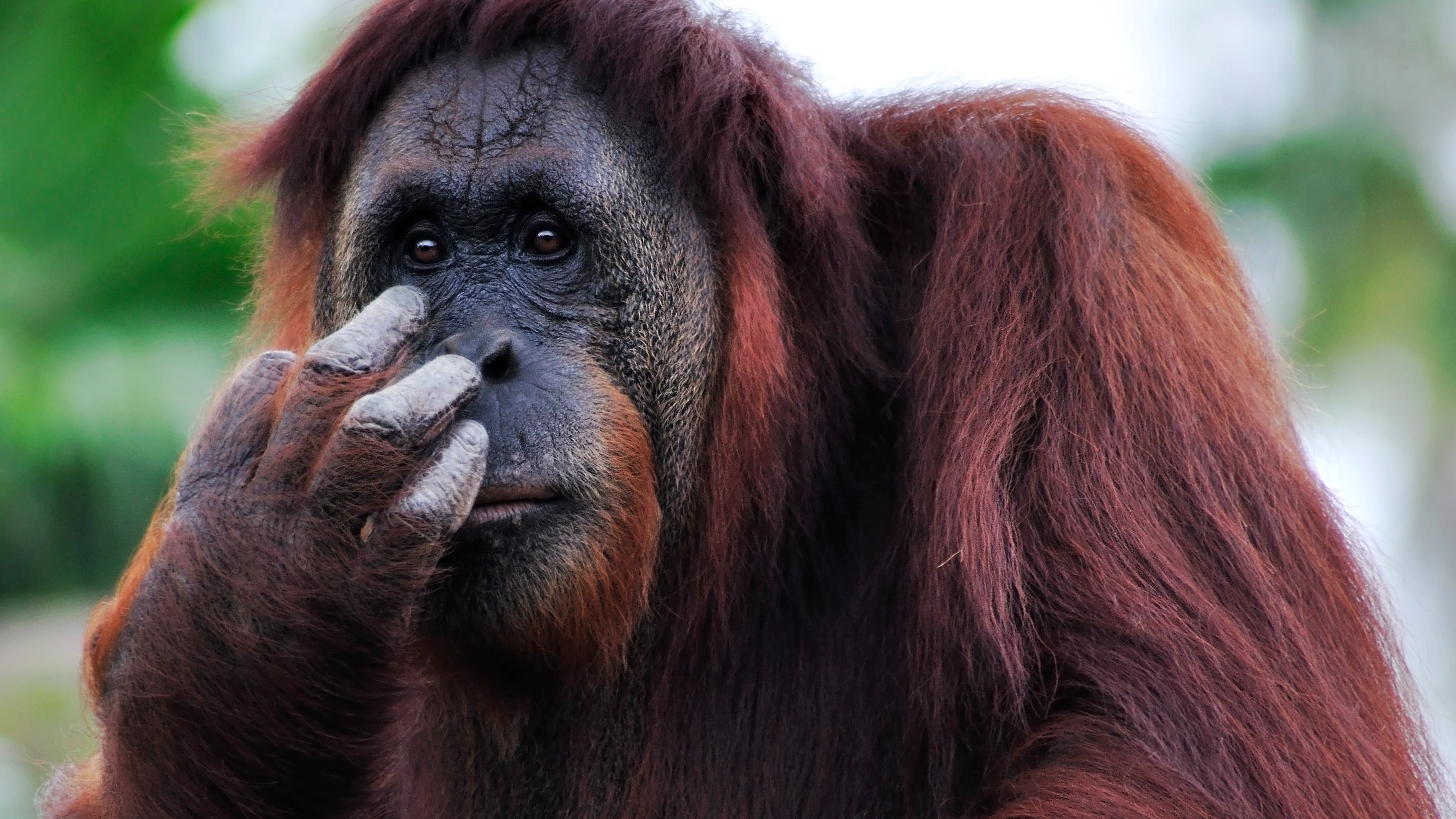 Orangutan Orangutan