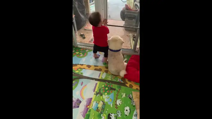 El adorable vídeo de un niño pequeño abrazando a su perro mientras miran por la ventana