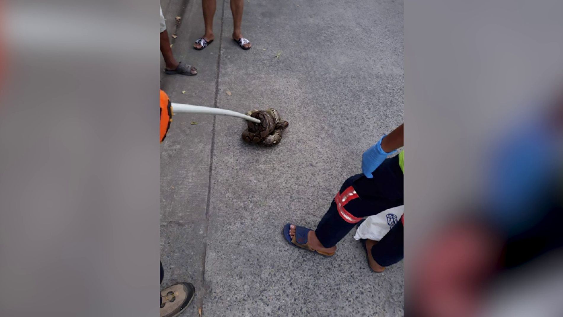 V&iacute;deo: Una mujer es atacada por una pit&oacute;n mientras estaba en la taza del ba&ntilde;o