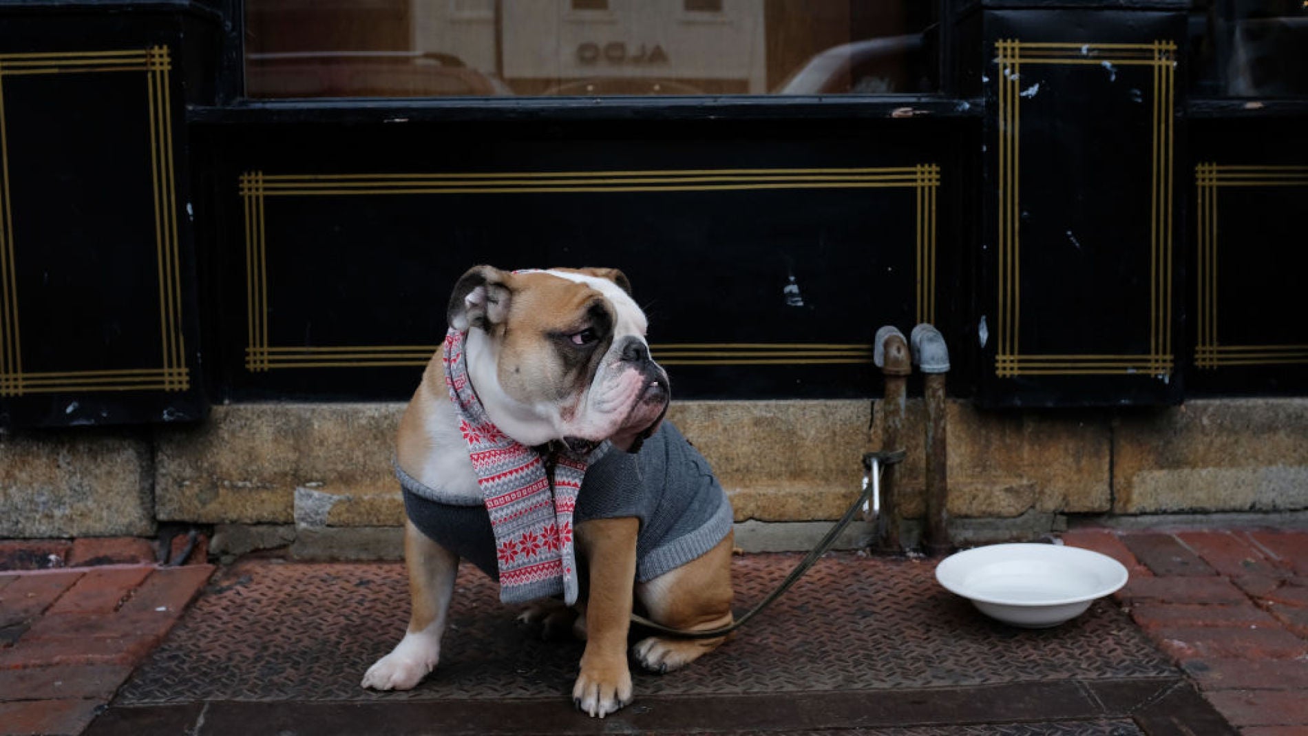Perro fuera del restaurante